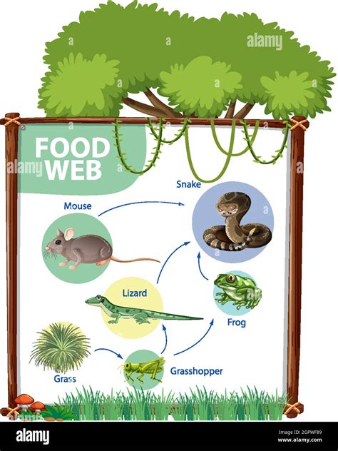 Food Chain Diagram Concept Stock Vector Image And Art Alamy