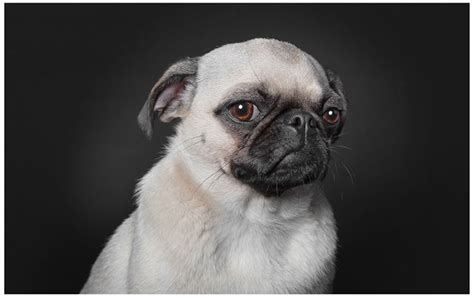 When Dogs Portraits Like Human Photography Inspiration