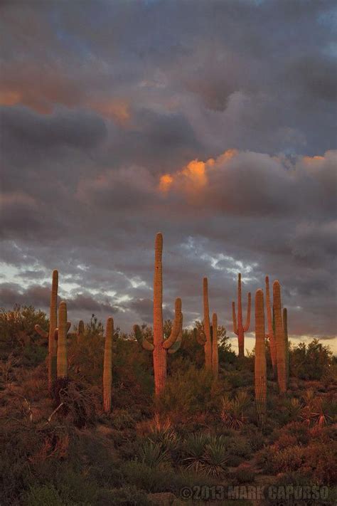 Sonoran Desert Preserve Scottsdale Arizona Photo By Mark Capurso