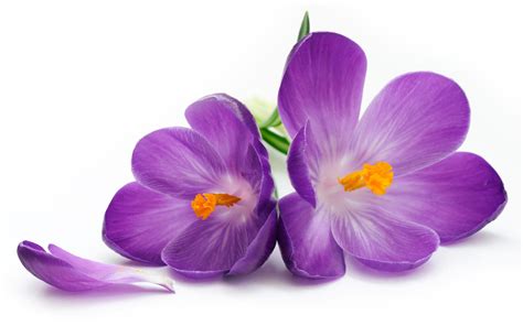 Purple Flower Photos 07179 Baltana