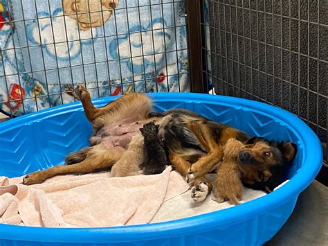 There are probably better formulas scientifically designed for cats now, however. Rescue Dog Who Lost Her Puppies Becomes Mum To Orphaned ...