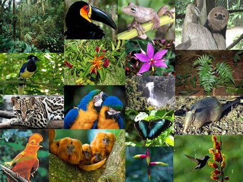 Flora Y Fauna Súbete A Bordo Fauna De La Selva Selva Lacandona Fauna