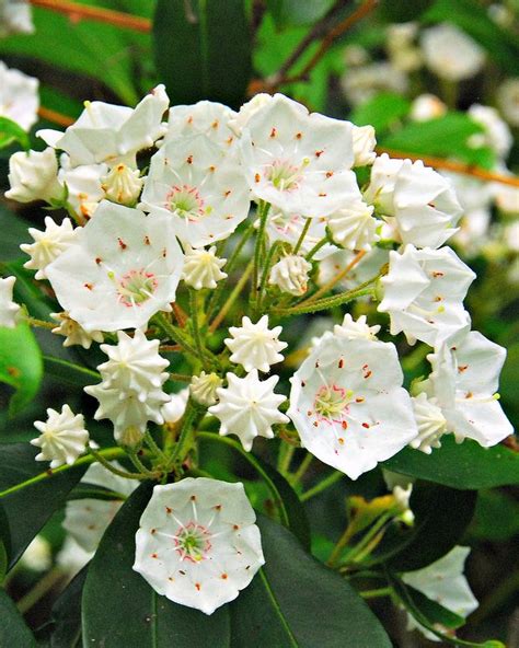 Mountain Laurel 048 The Pennsylvania State Flower Pennsylvania