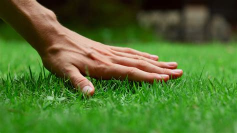 How To Make Grass Greener In 8 Easy Steps Tom S Guide