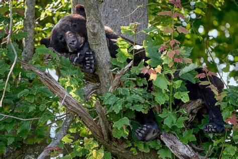 Black Bears Of Eastern North Carolina Ed Erkes Nature Photography