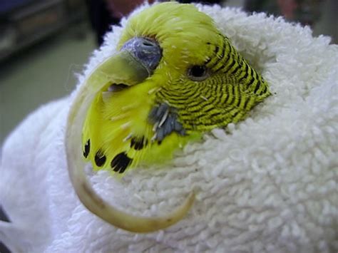 Photo Gallery Avian And Exotic Animal Hospital