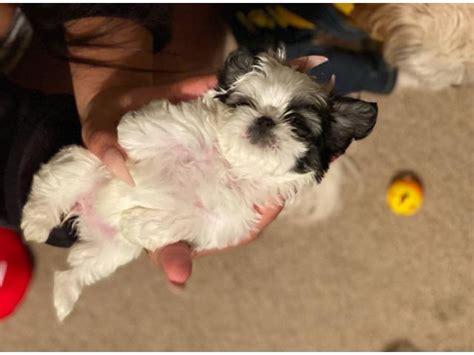 3 Female Imperial Shih Tzu Puppies For Sale Nashville Puppies For