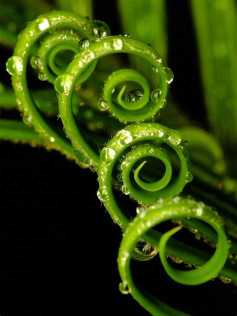 Pretty Green ♡ Spirals In Nature Fractals In Nature Natural Form Art