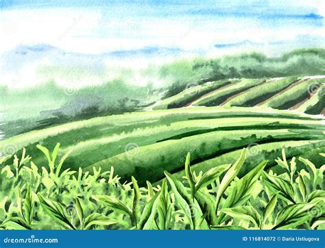 Scenery Of Tea Plantation Tea Leaves Hand Drawn Watercolor