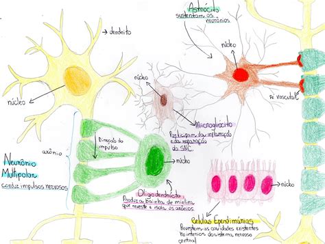 Celulas Da Glia Histologia