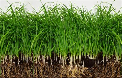 How Deep Do Grass Roots Grow