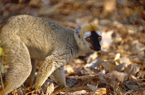 Suzys Animals Of The World Blog The True Lumurs