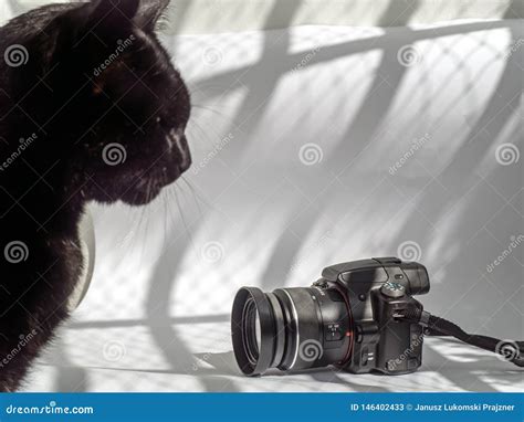 Camera And Black Cat On A White Background Stock Image Image Of