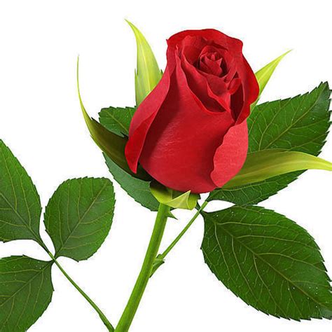 Download in under 30 seconds. Red Rose Flower at Rs 25/piece | George Town | Chennai| ID ...