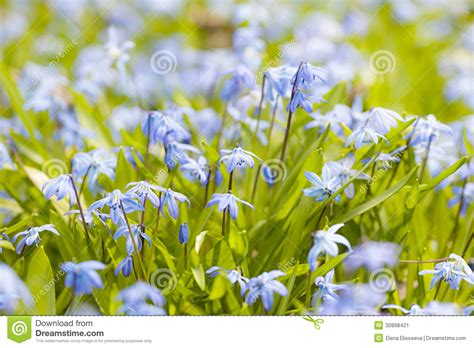 Spring bulbs flower from late winter to early summer, depending on species. Spring Blue Flowers Stock Image - Image: 30898421