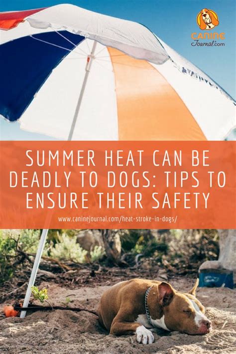 Hot Dog How To Prevent And Treat Heat Stroke In Dogs Heat Stroke In