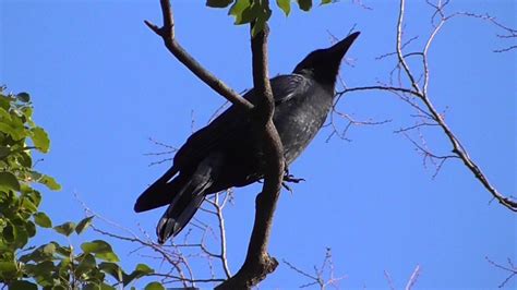 Jungle Crow Calling Youtube