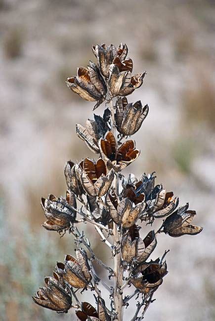 We did not find results for: Yucca seed pods | Seed pods, Flower tat, Seeds