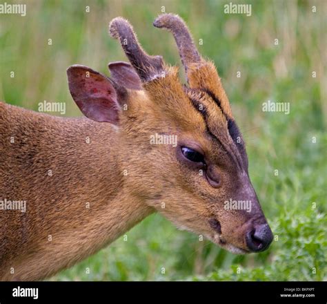 Reeves Muntjac Deer Muntiacus Reevesi Stock Photo Alamy