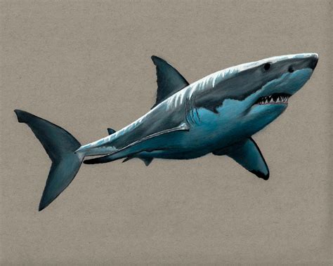 Great White Shark Colored Pencil Drawing Print Etsy Dieren Tekenen