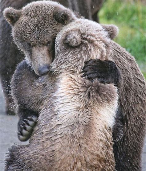 Pin By Lise Walsh King On Love Animals Bear Hug Animals Beautiful