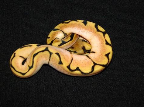 Orange Dream Spider Ball Python Pretty Snakes Beautiful Snakes Cute