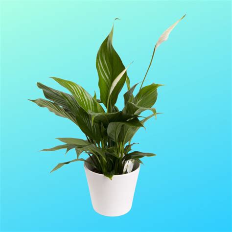 Peace Lily Potted Plant