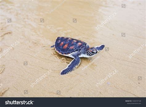 Helping Conserving Sea Turtles Release Nature Stock Photo 1434747128