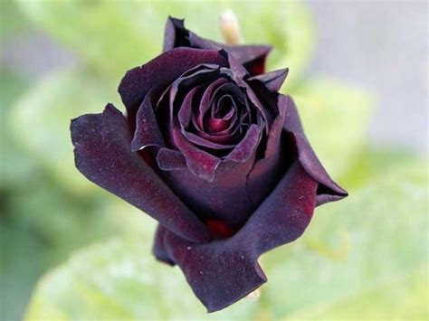 Il suo amore resta radicato in lui, nonostante le piccole astuzie della rosa, che lo fanno tanto dubitare di lei. Varietà di rose - Rose - Rose varietà
