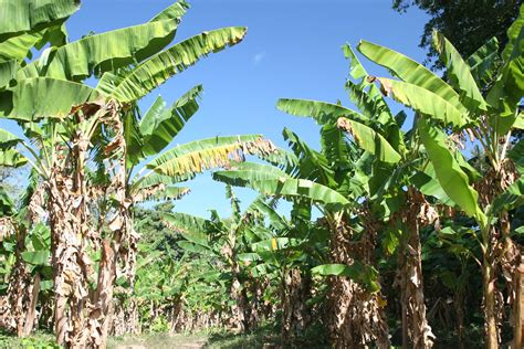 Banana Plantation On The Island Photo Meeli Tamm Photos At