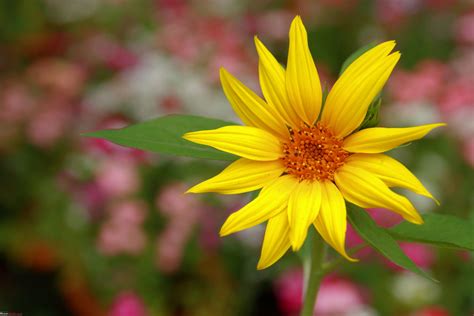 There are (мало) foreign students in our institute. Lalbaugh Flower Show: A Small Photologue - Team-BHP