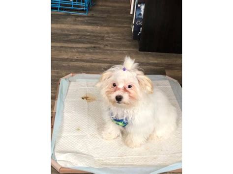 Maltipoo puppies which are considered a designer dog are a result of crossing a poodle with a champagne f1 maltiepoo puppies here is our extremely beautiful maltipoo puppy boys and girls. White Maltipoo Puppy for Sale in Ripley, West Virginia ...