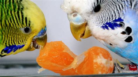 What Do Budgies Eat Pethelpful