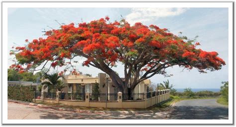 Flamboyant Tree From Puerto Rico Driverlayer Search Engine