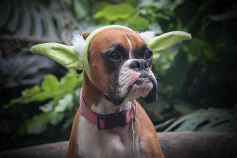 17 Best Halloween Costumes For Boxer Dogs The Paws