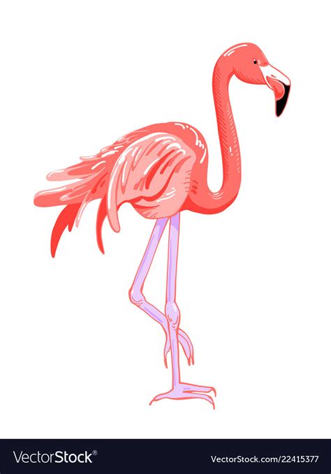 Hand Drawing Pink Flamingo Tropical Bird Vector Image