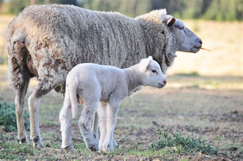 Merino Ewe Sheep With Her New Baby Spring Lamb New Baby Products