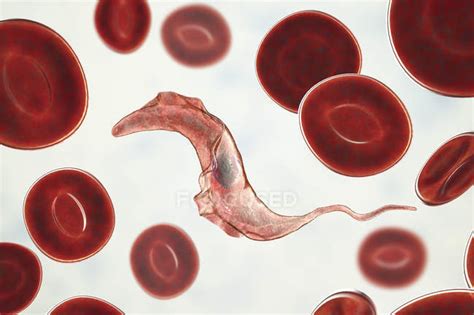 Digital Illustration Of Trypanosome Parasites In Blood Which Causing