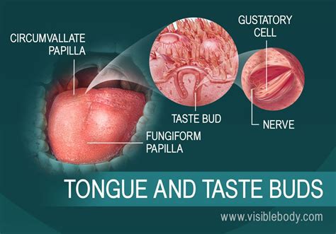 A Diagram Of The Tongue And Taste Buds Peripheral Nervous System