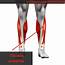 Muscle Breakdown Tibialis Anterior  Your House Fitness