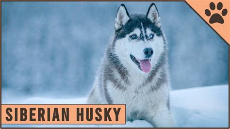 Siberian Husky Dog Breed Information Dog World Youtube