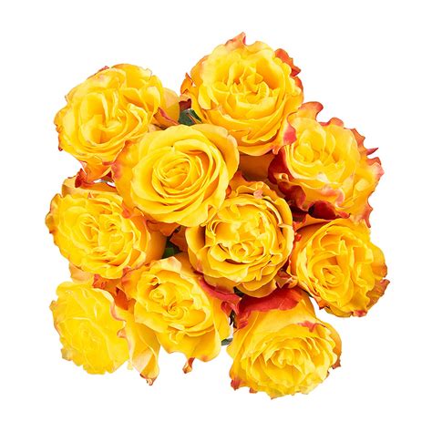 Sunset Expression Speciality Roses Za