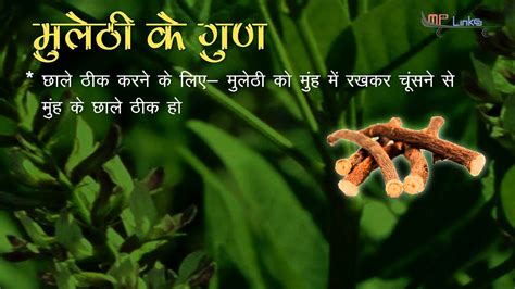 Mulethi is commonly known as licorice. mulethi - मुलेठी के गुण - YouTube