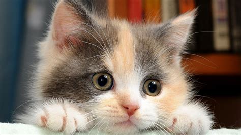 Calico Cat Hd Wallpapers Wallpaper Cave