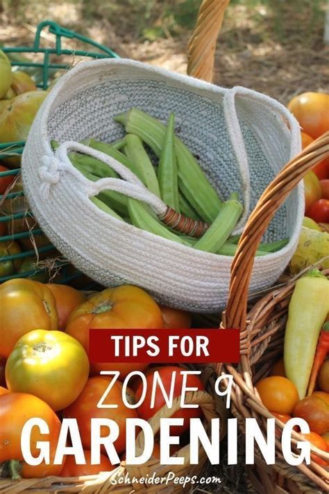A black flower that grows in the shadows just appears to be another shadow. Zone 9 Gardening plus get planting tips by zone for zones ...
