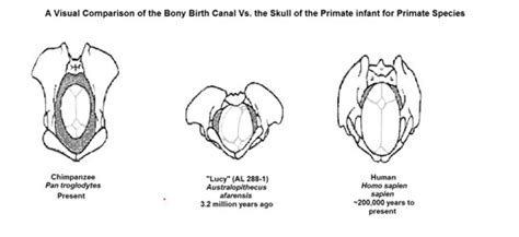 Evolution Of The Human Pelvis Ask An Anthropologist