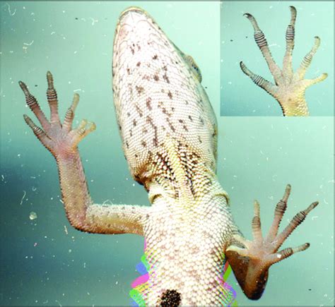 Ventral Scan Of Anolis Sagrei Displaying Polydactyly Inset Typical A