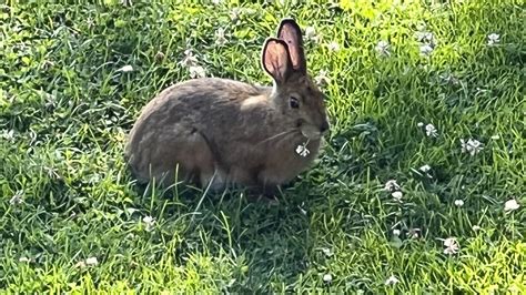 Rabbits And Deer And Voles Oh My Whats Eating Your Garden Ap News