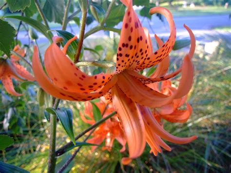 Lilium Lancifolium Tiger Lily Art And Science Of Horticulture