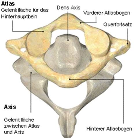 Bei der atlas wirbel korrektur wird, genau wie bei der ganzheitlichen geistigen aufrichtung und begradigung der wirbelsäule (ggab), die behandlung nur auf geistigem weg durchgeführt! Atlas - axis | Anatomía